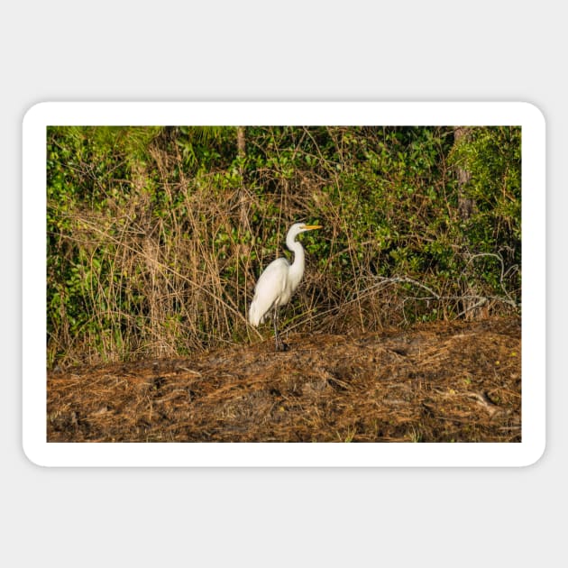 Great white heron in Shallotte Sticker by KensLensDesigns